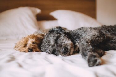 犬の睡眠がわかる！犬はよく寝ると長生きする？冬は睡眠時間がなぜ多くなるのか