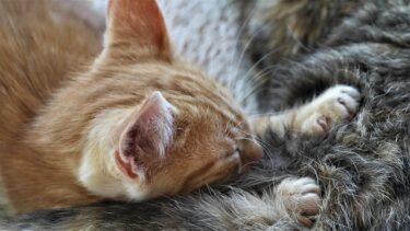 猫がふみふみ中に毛布や飼い主を吸う・チューチューする理由！噛んでくるときの対処法は？
