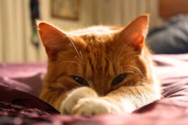 猫がふみふみを寝る前にするのはなぜ？布団をモフモフしている理由