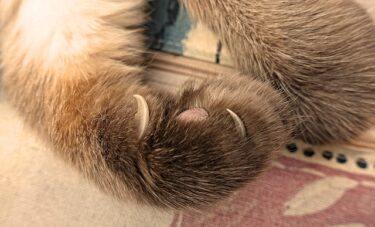 うちの猫の爪切りはどれが合う？ギロチンタイプ・ハサミタイプの切り方のポイント♪