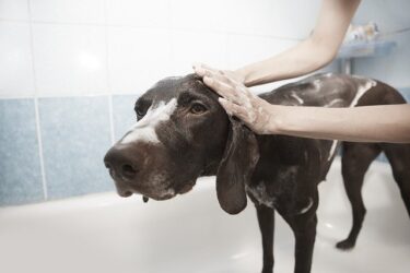 冬の犬のお風呂の頻度や水の温度はどれくらい？冬は外でシャンプーをしてはいけない？
