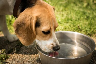 災害時の愛犬の水はどうすればいい？備蓄方法や容器・必要な量について解説！