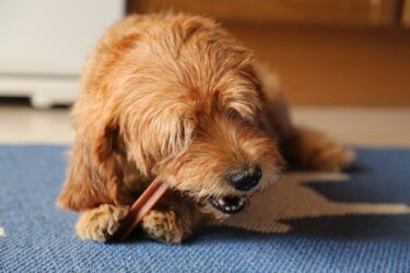 犬の歯磨きガムの効果的なやり方は？ガムだけ与えておけばいい？飼い主さんの疑問を解消！