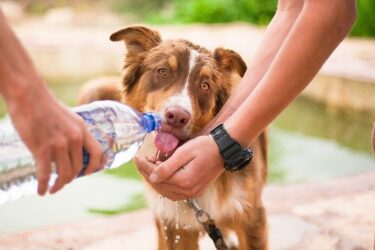 犬は散歩中に水分補給は必要？判断するポイント・注意点・便利グッズまで！