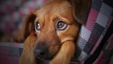 犬が噛むのは愛情不足のサイン⁈ストレス症状が表れる前に気づくためには？