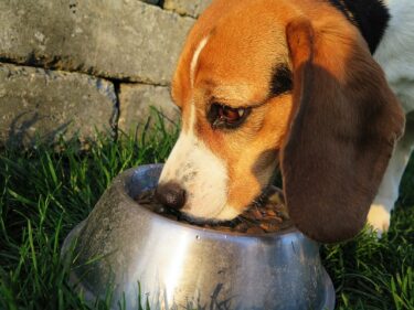 犬は加熱したカニならば食べても大丈夫⁉カニ缶やカニカマは食べていい？